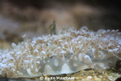 Cassiopeia jellyfish by Ryan Marchese 